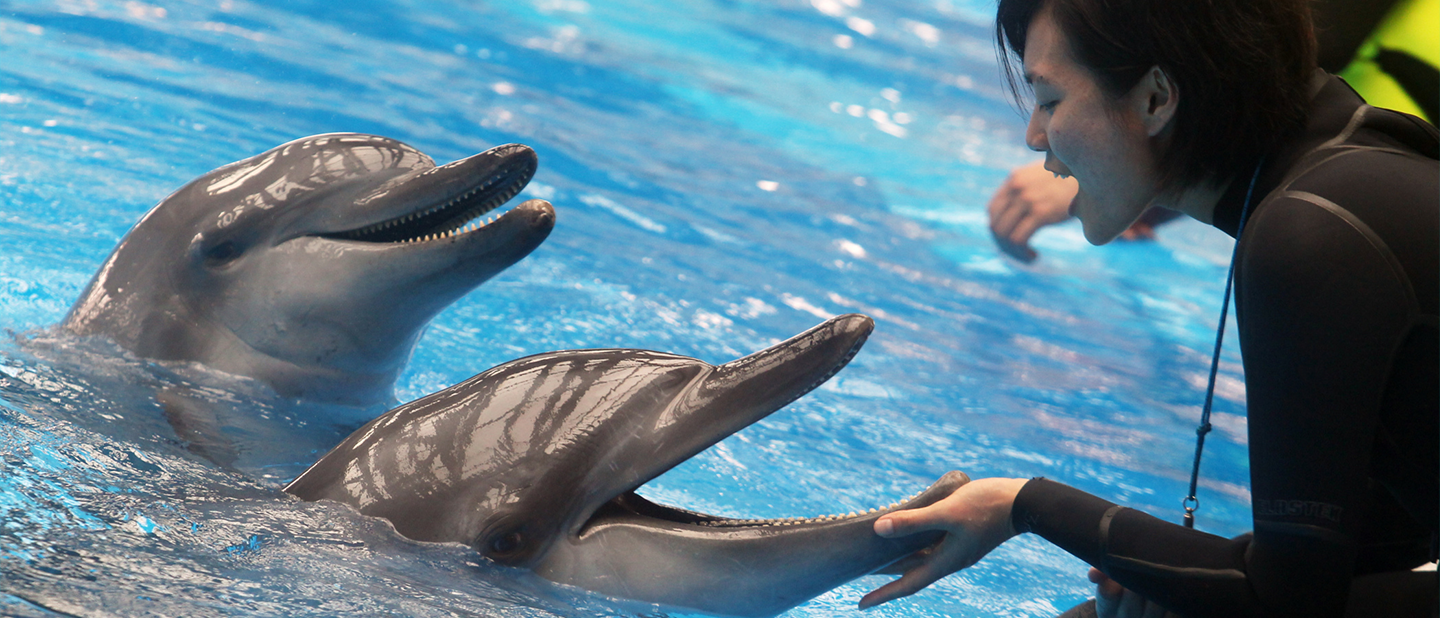 malta marine park swim with dolphins malta