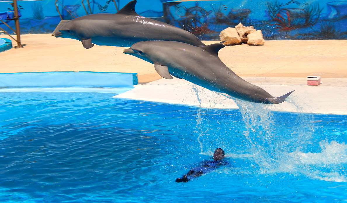 Dolphins in Malta - 1188 - 695 - ERI 3