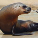 Marine Park Malta Sea Lions