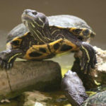 Reptile House In Malta