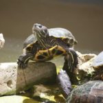 Turtles - Marine Park Malta